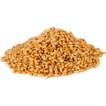 Organic Cereals, Grains & Seeds Collection Pile