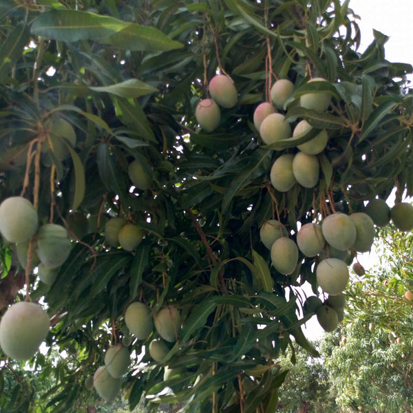  Organic Dried Sliced Mangoes "Brooks" (Certified Fairtrade)