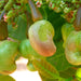 Organic Whole Raw Cashews (W320) (Certified Fairtrade)