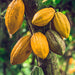 Organic Chocolate Wafers 72% "Rio Arriba" (Certified Fairtrade)