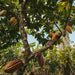 Organic Cocoa Powder 10-12% (7-7.6pH) (Fairtrade)
