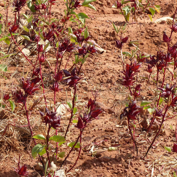 Organic Hibiscus Flowers (Certified Fairtrade)