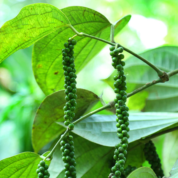 Organic Black Peppercorns Whole